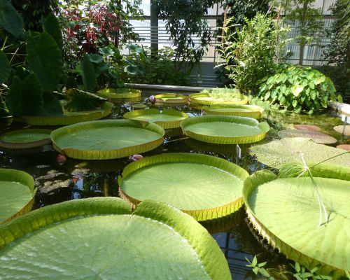 Botanischer Garten inside.JPG